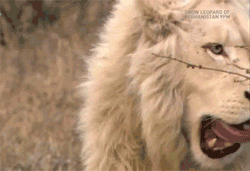 Gif animé lions blancs